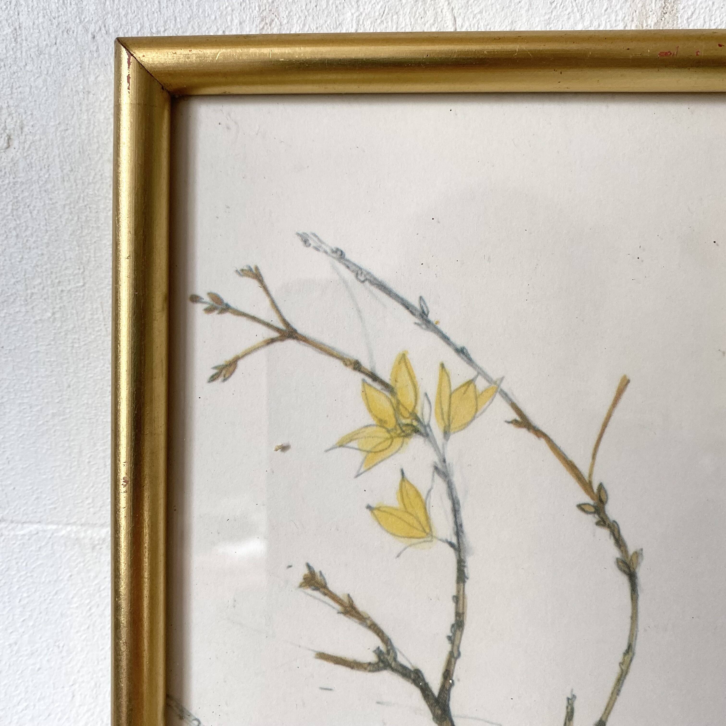 Framed bird engraving, botanical plate sternus vulgaris