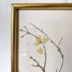 Framed bird engraving, botanical plate sternus vulgaris