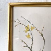 Framed bird engraving, botanical plate sternus vulgaris