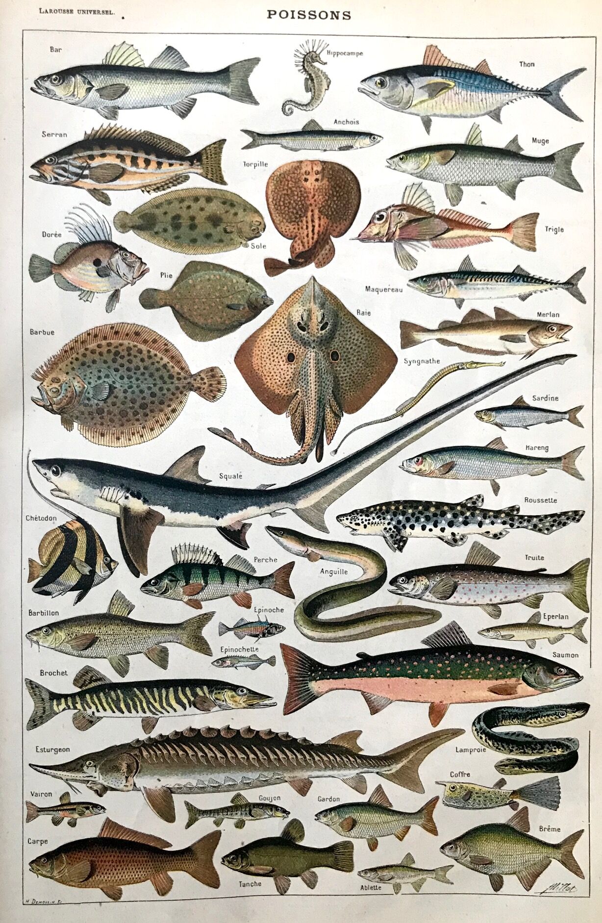 Fish animal board