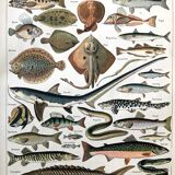 Fish animal board