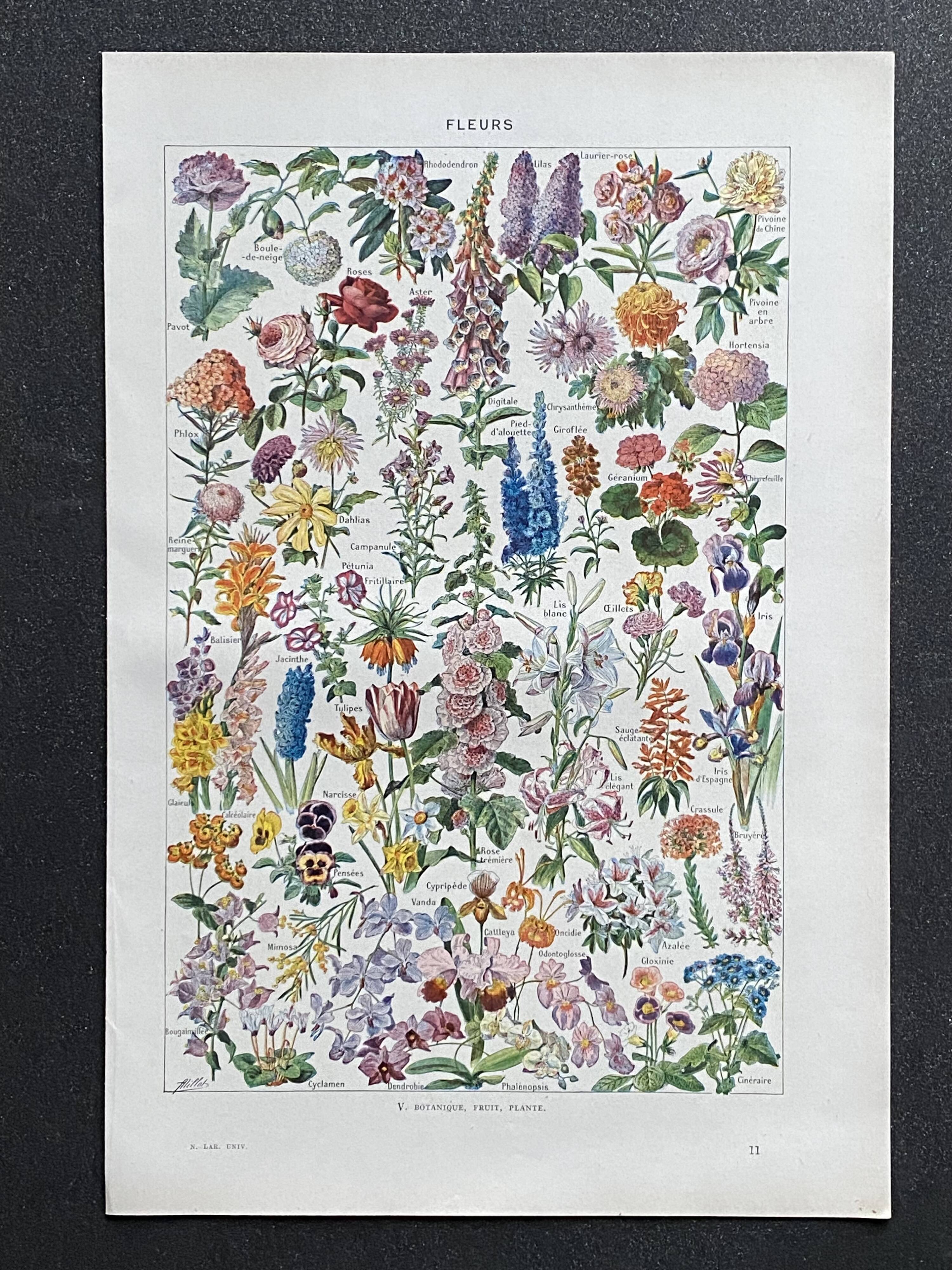 Old illustration Millot "flowers"
