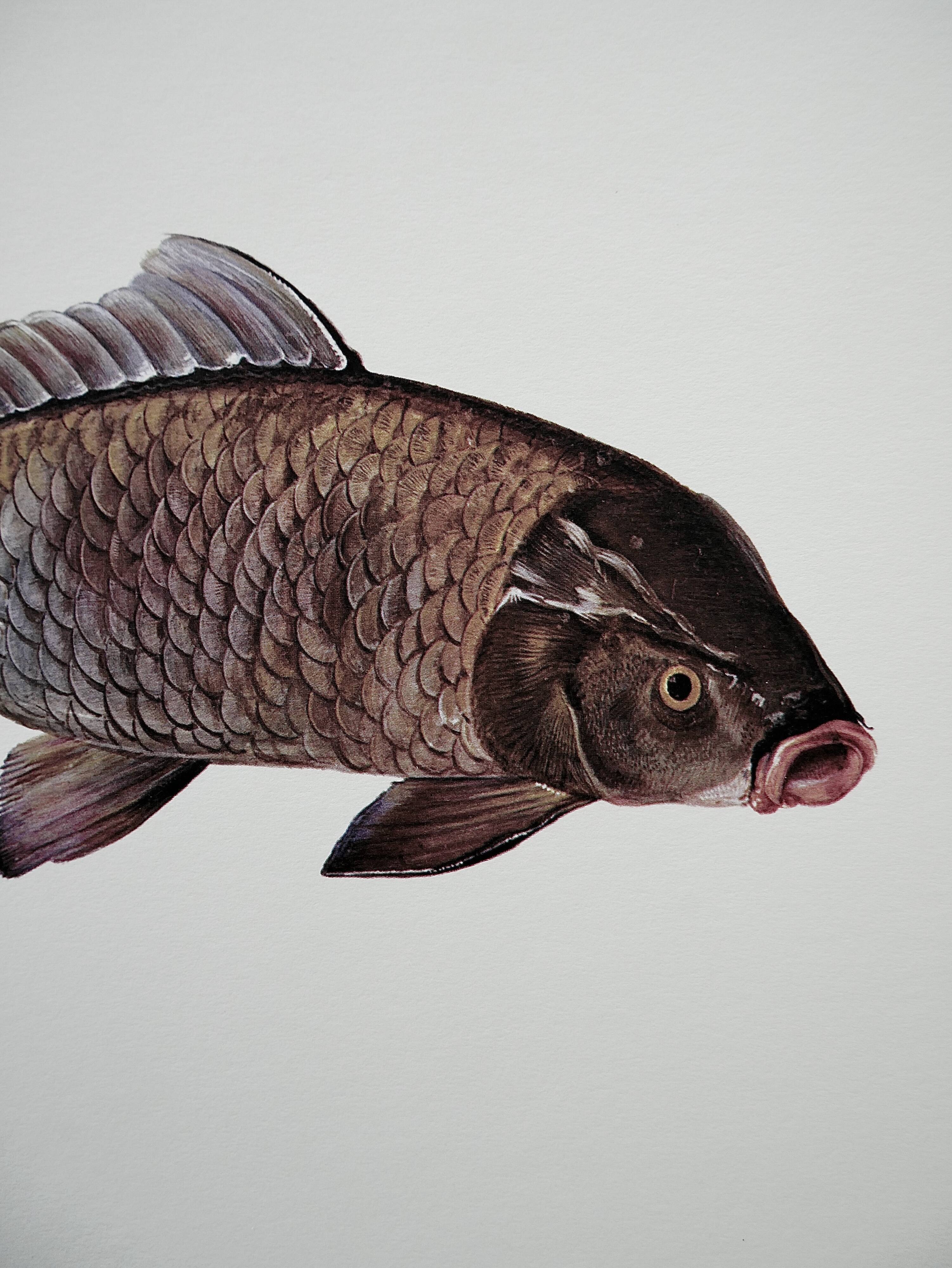 Bestiary la carpe board