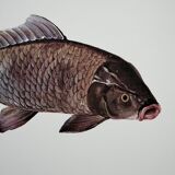 Bestiary la carpe board