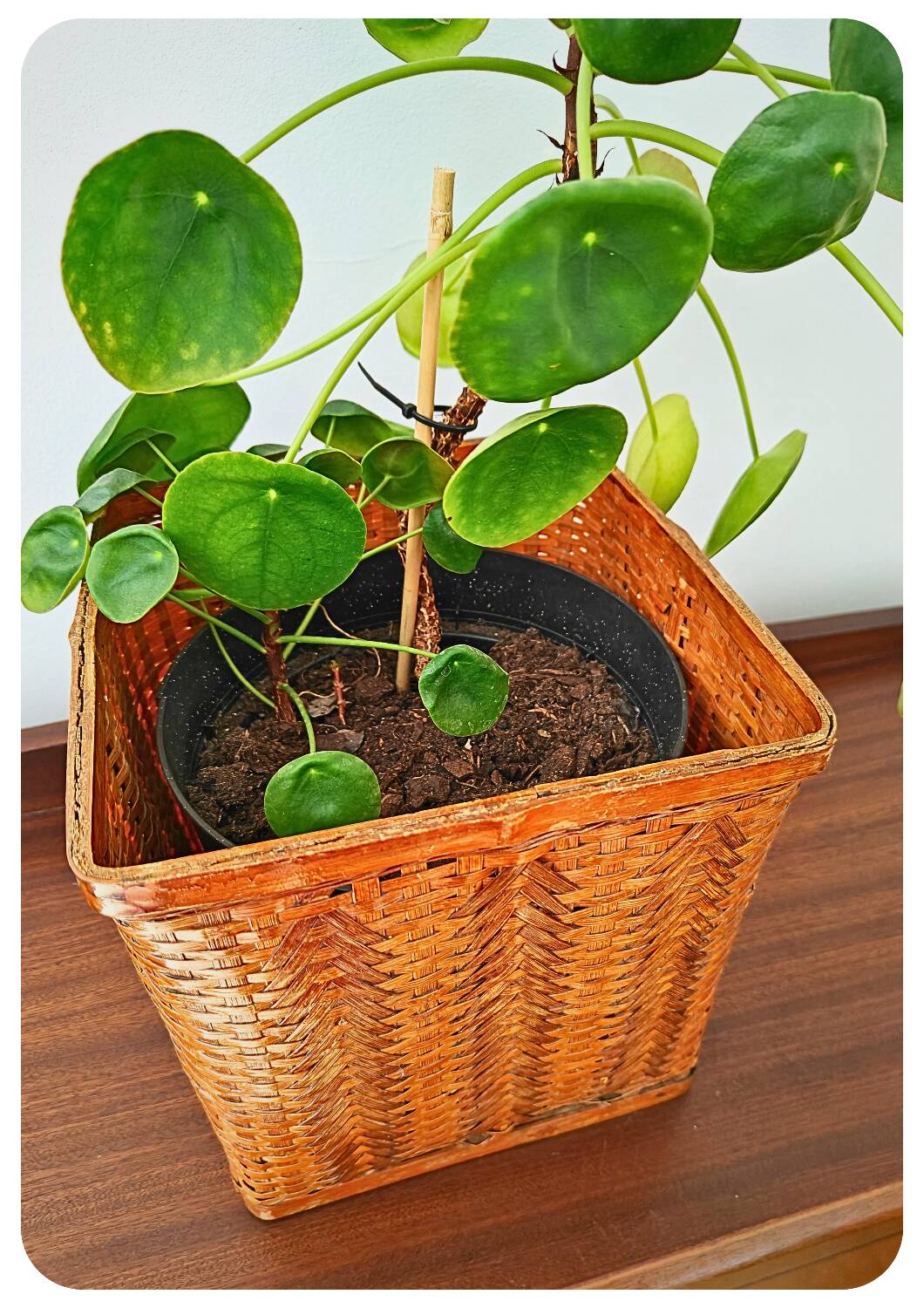 Vintage Bamboo Flower Pot