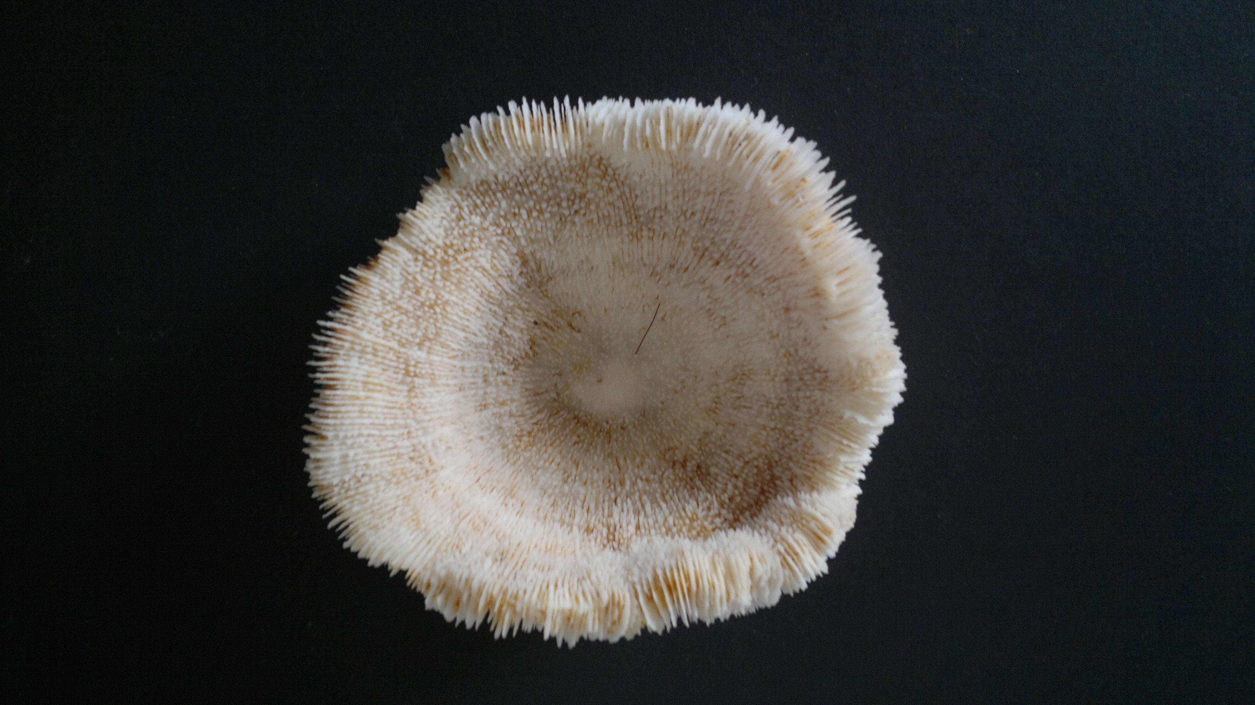 Corail fungia océan indien