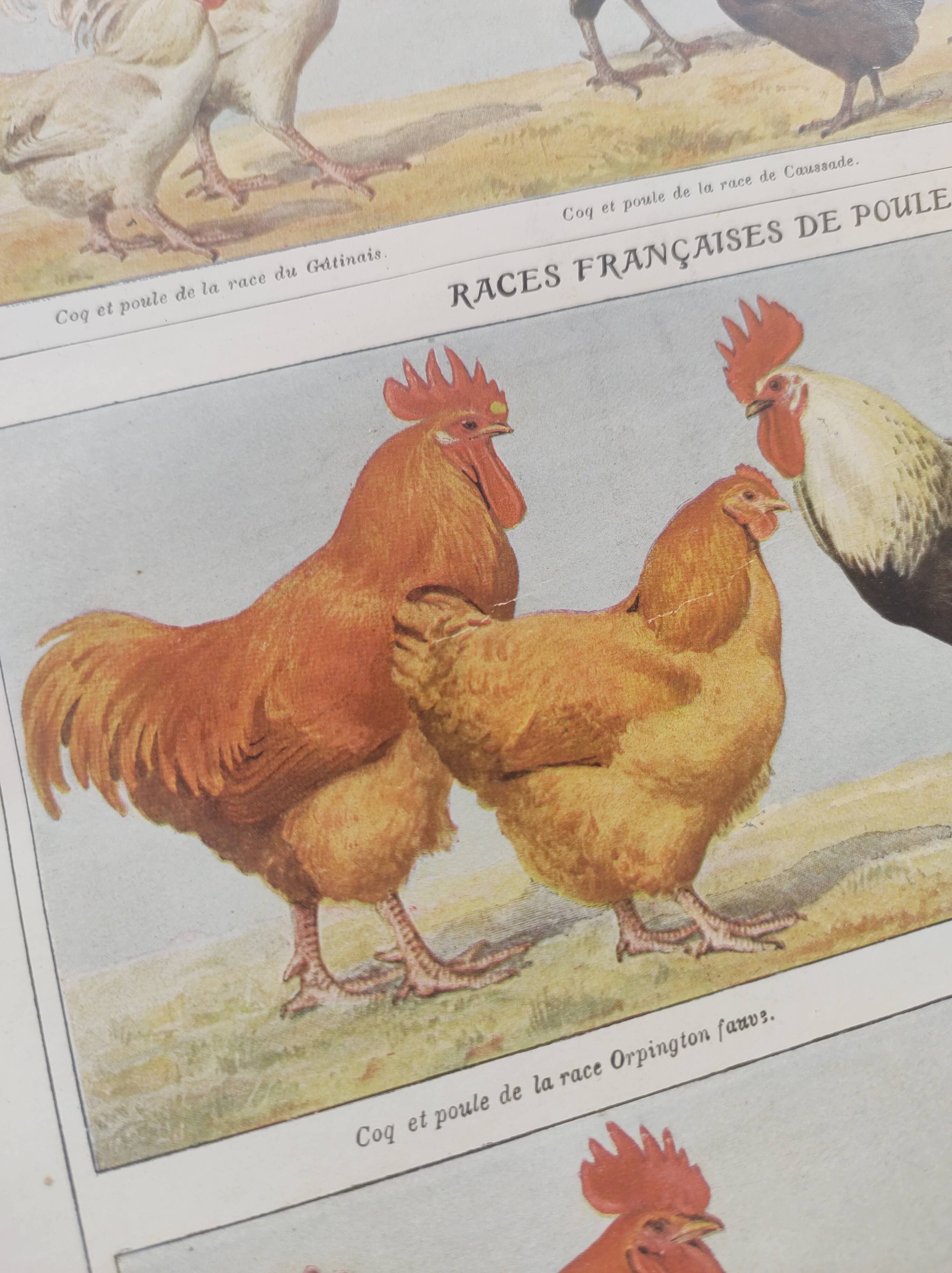 Planche zoologique par A.Millot • Poules et coqs (2) • Gravure ancienne originale de 1920