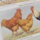 Planche zoologique par A.Millot • Poules et coqs (2) • Gravure ancienne originale de 1920