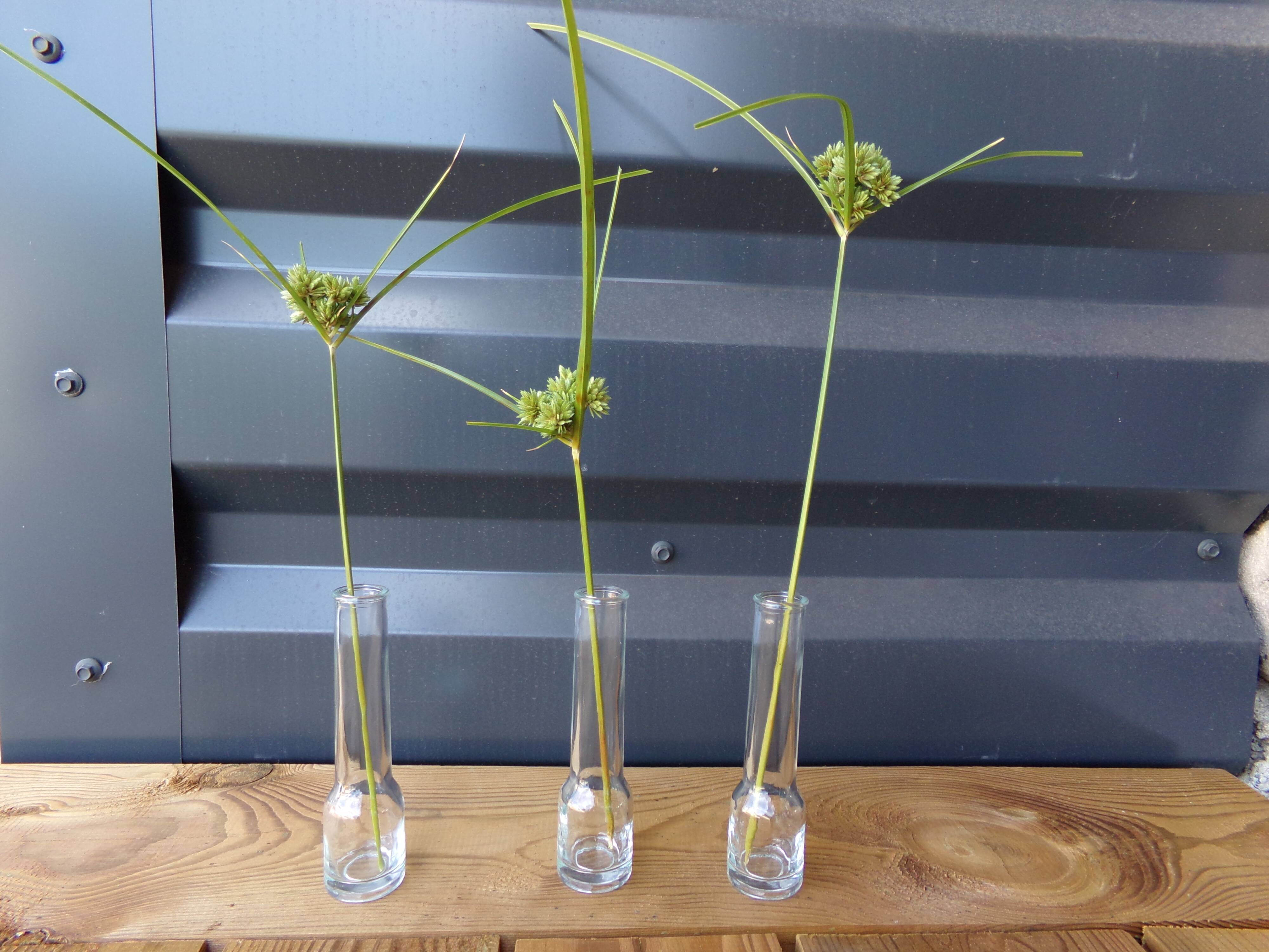 3 minimalist glass soliflores