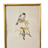Bird prints J.Gould HC Richter