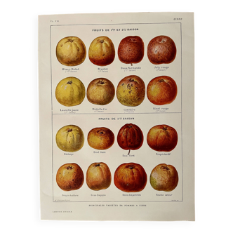 Lithographie sur les pommes à cidre - 1920