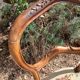 Antique upholstered chair