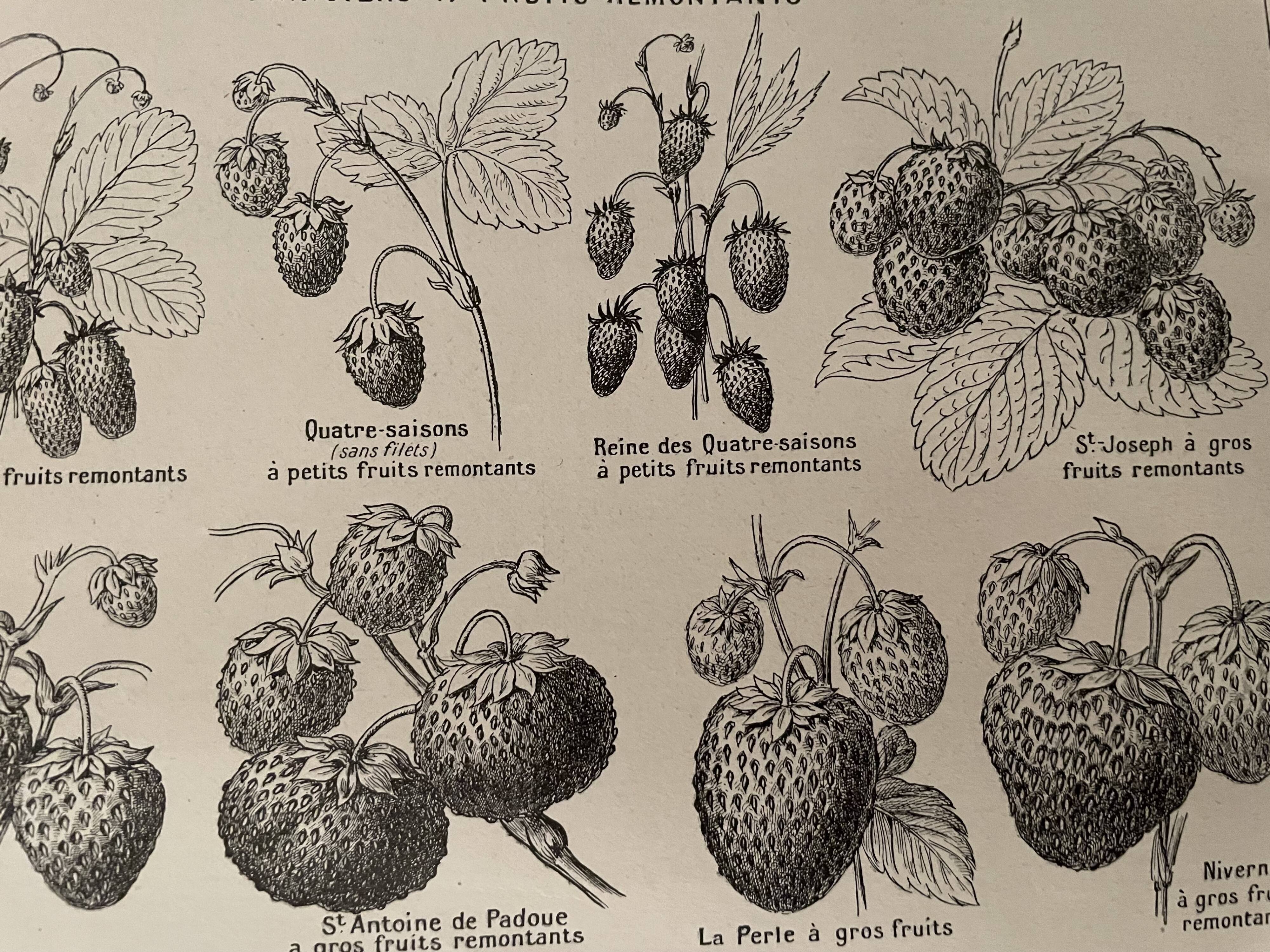 Lithograph on strawberries from 1921
