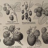 Lithograph on strawberries from 1921
