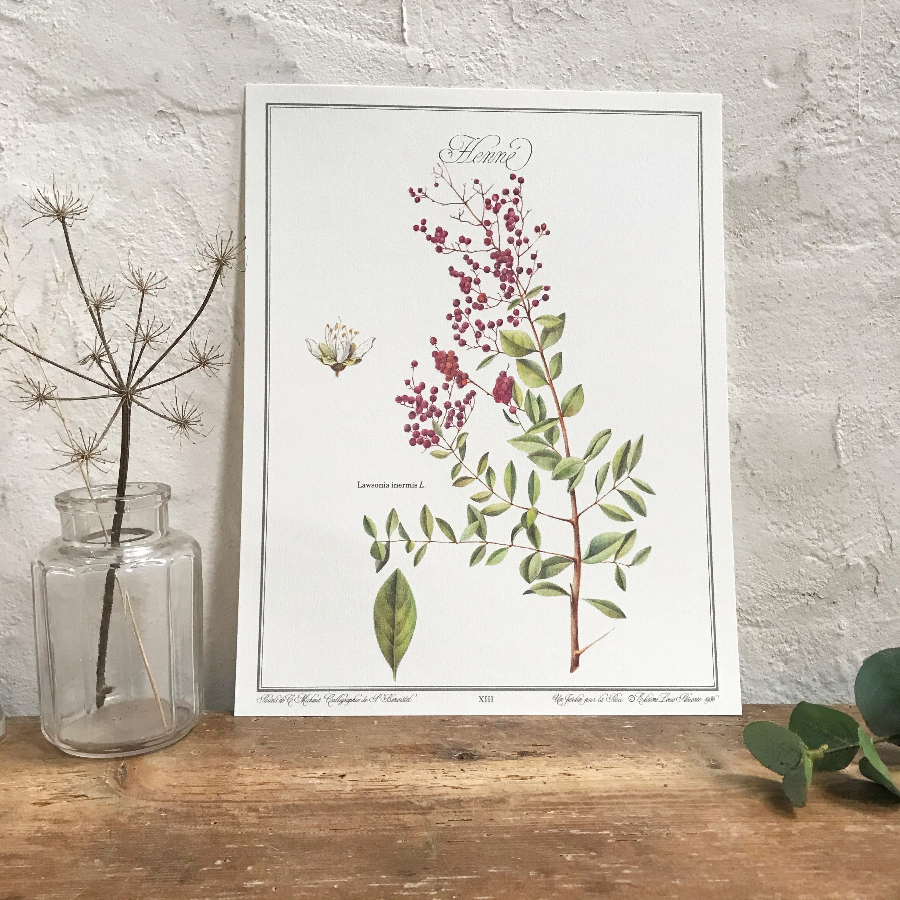 Botanical plank the Henné