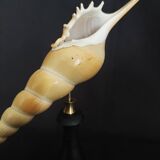 Cabinet of curiosities tibia fusus shell on base