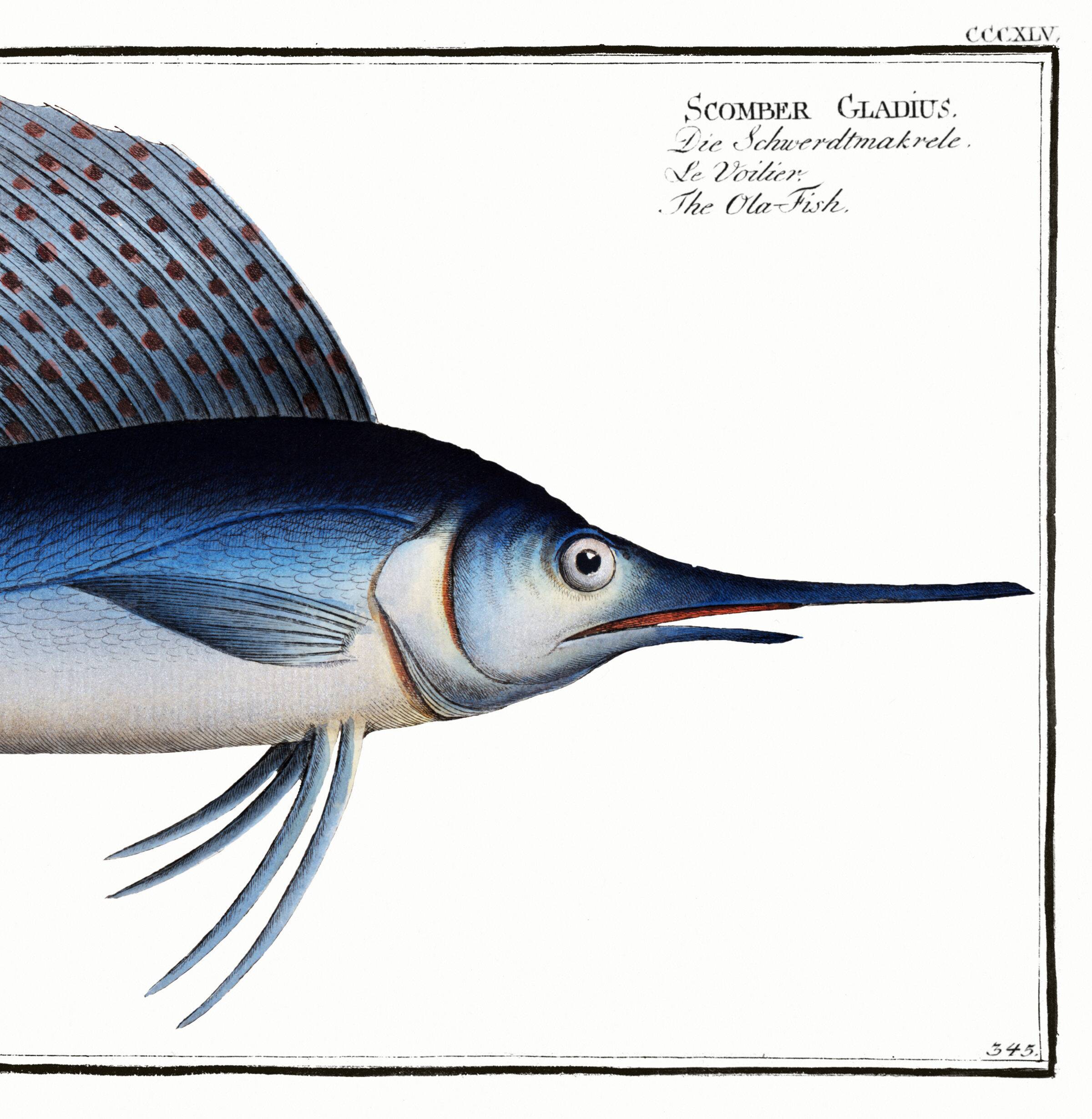 Poster about the sailfish, based on an old engraving from 1746.