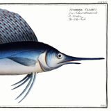 Poster about the sailfish, based on an old engraving from 1746.
