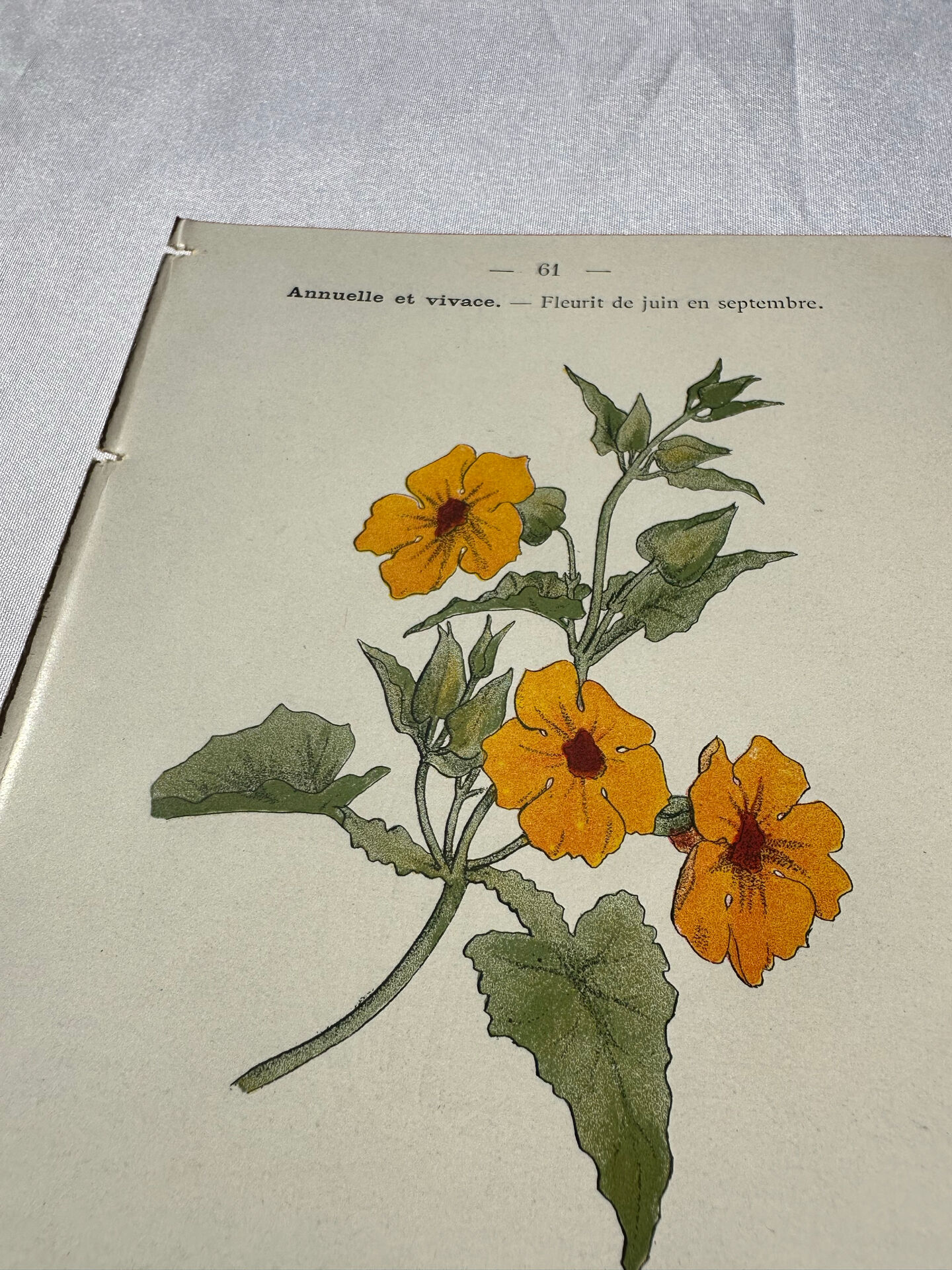 🌿 Botanical Plate Old Naturalist Engraving 19th Century Double-Sided
