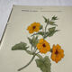 🌿 Botanical Plate Old Naturalist Engraving 19th Century Double-Sided