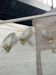 Set of 3 Murano glass wall lamps in white and brass, 1970s.