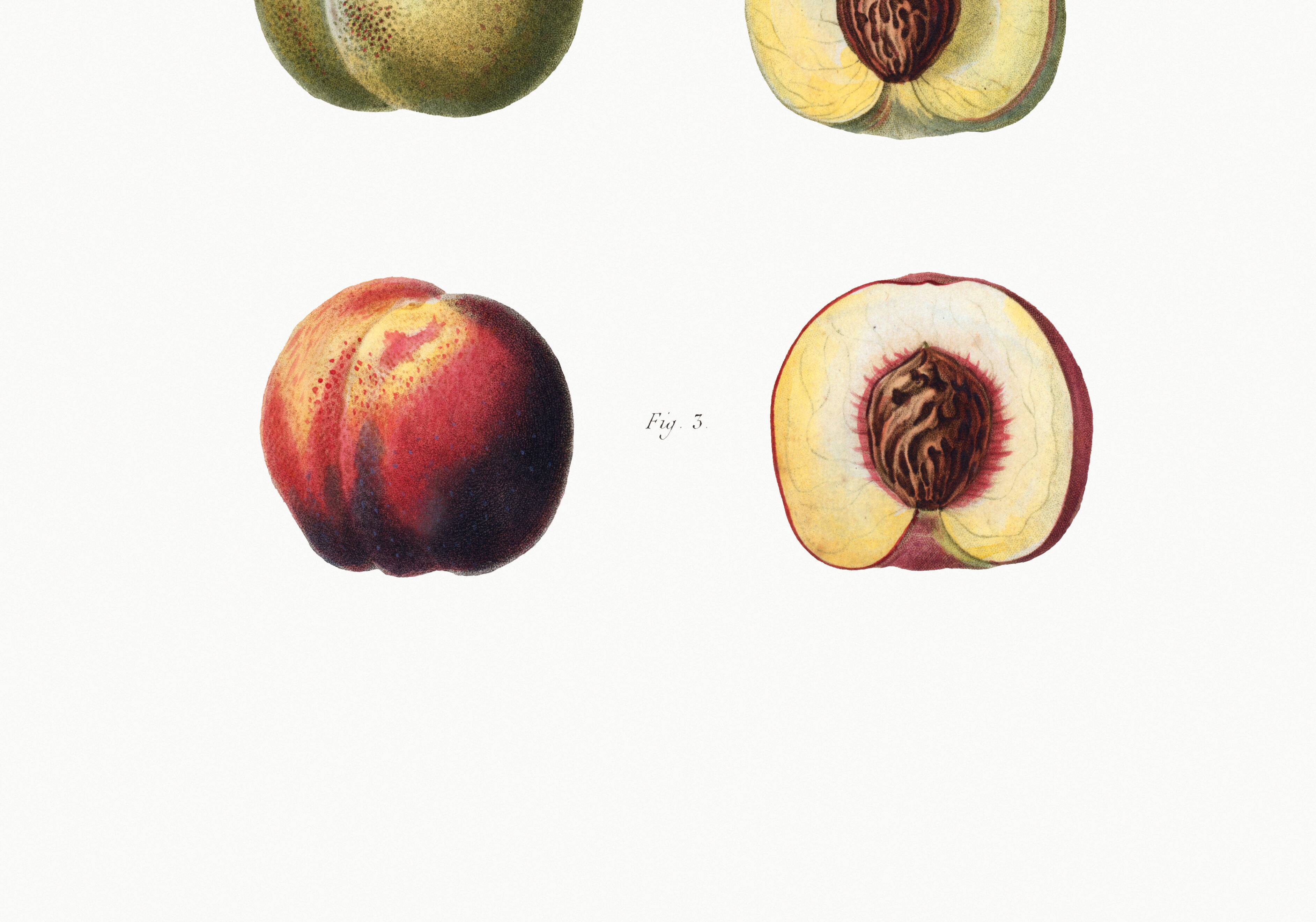 Poster about peaches, based on an old engraving from 1802