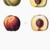 Poster about peaches, based on an old engraving from 1802