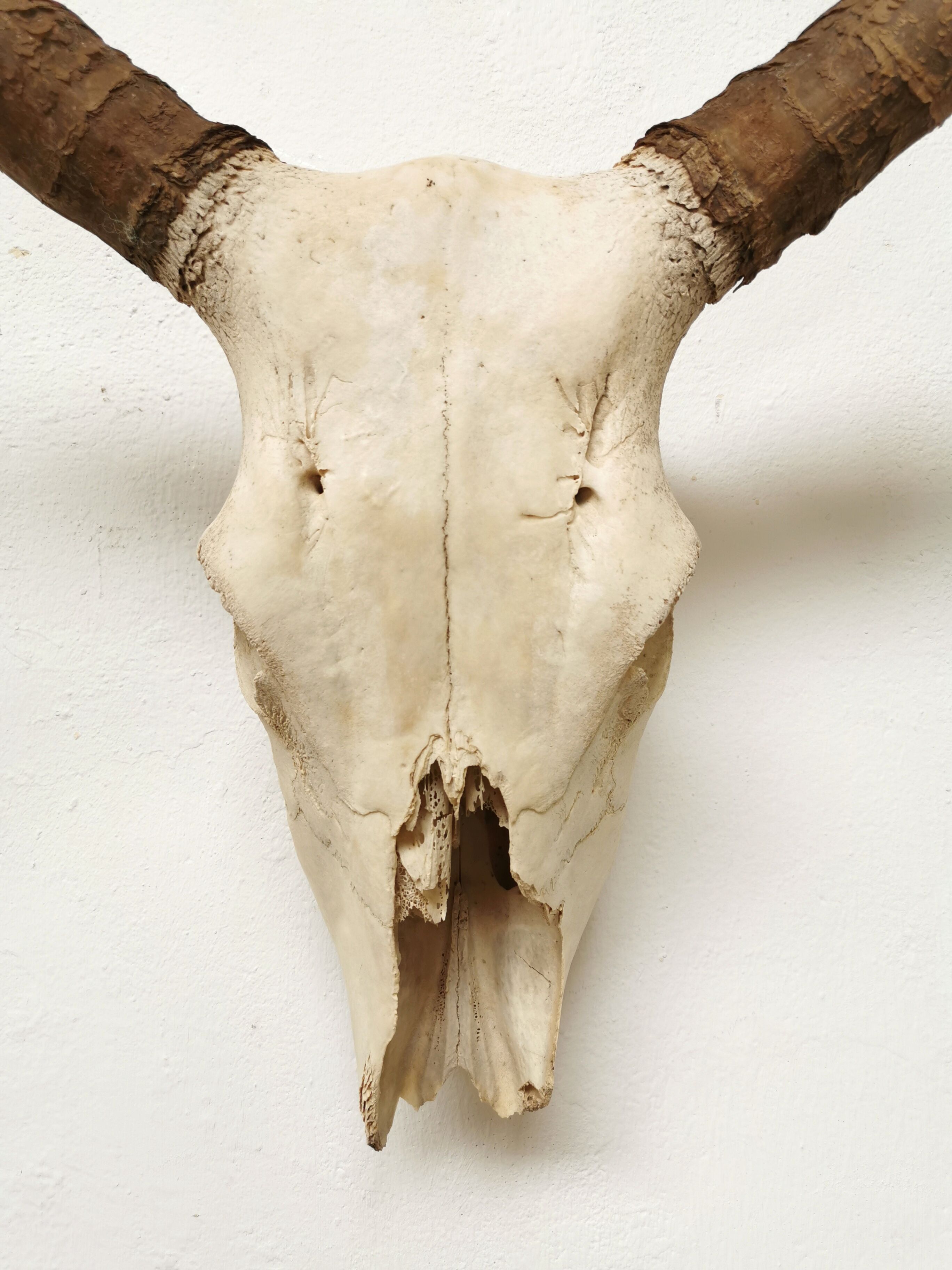 Zebu head hunting trophy massacre