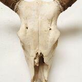 Zebu head hunting trophy massacre