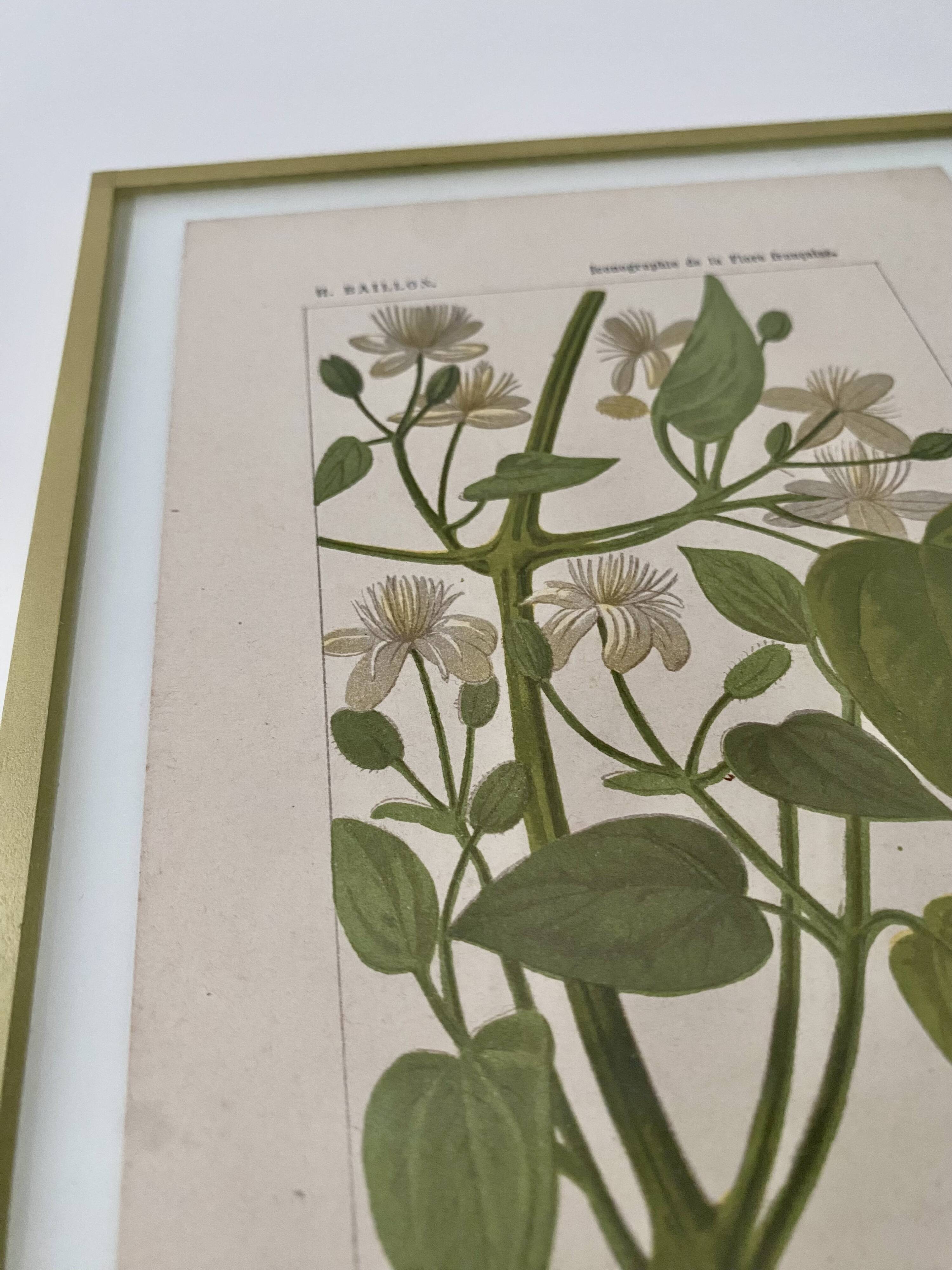 Botanical plate
