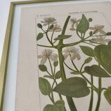 Botanical plate