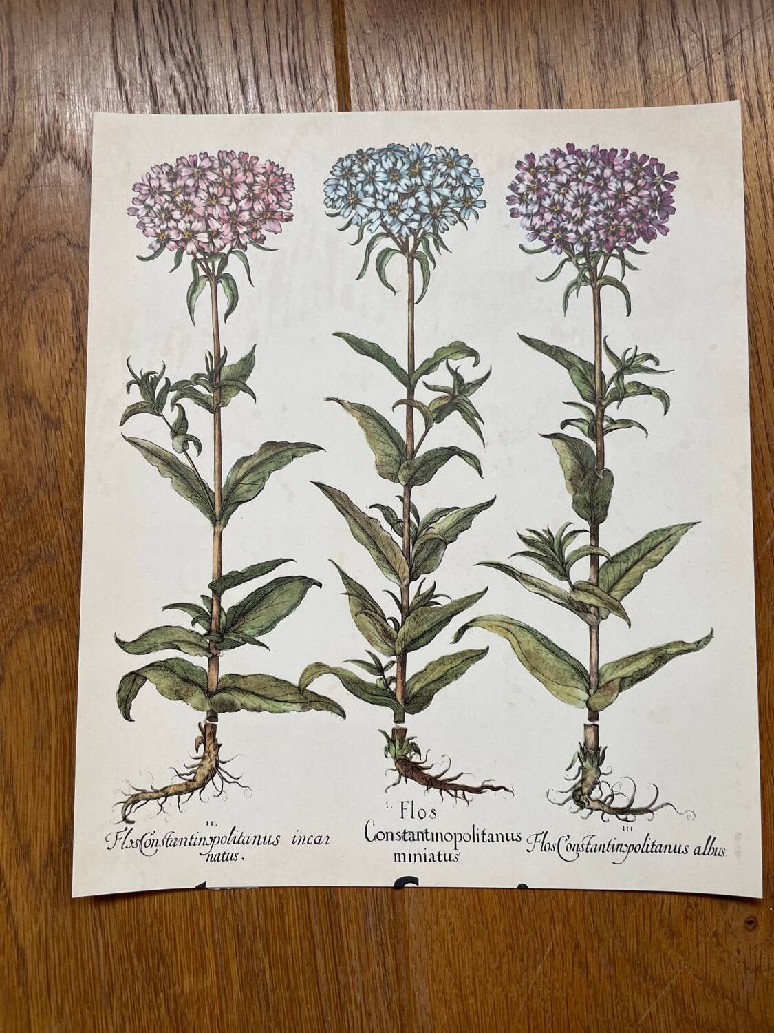 Set of 4 old plant engravings