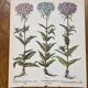 Set of 4 old plant engravings