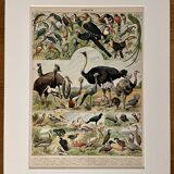 Lithograph on birds (ostrich) - 1900