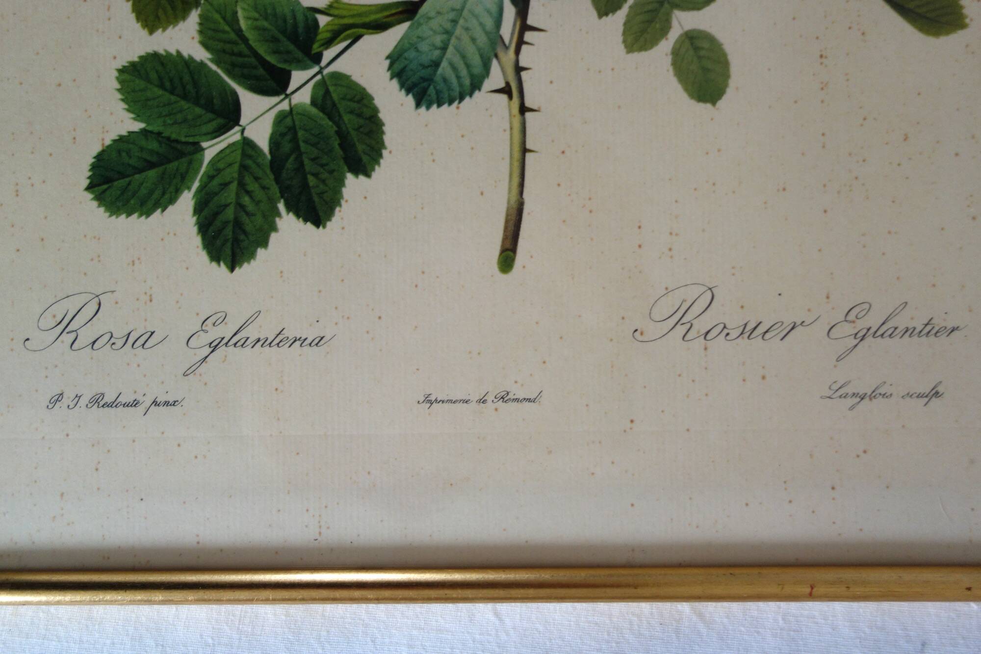 4 antique botanical plates of roses by P.J. Redouté