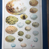 Bird eggs educational board