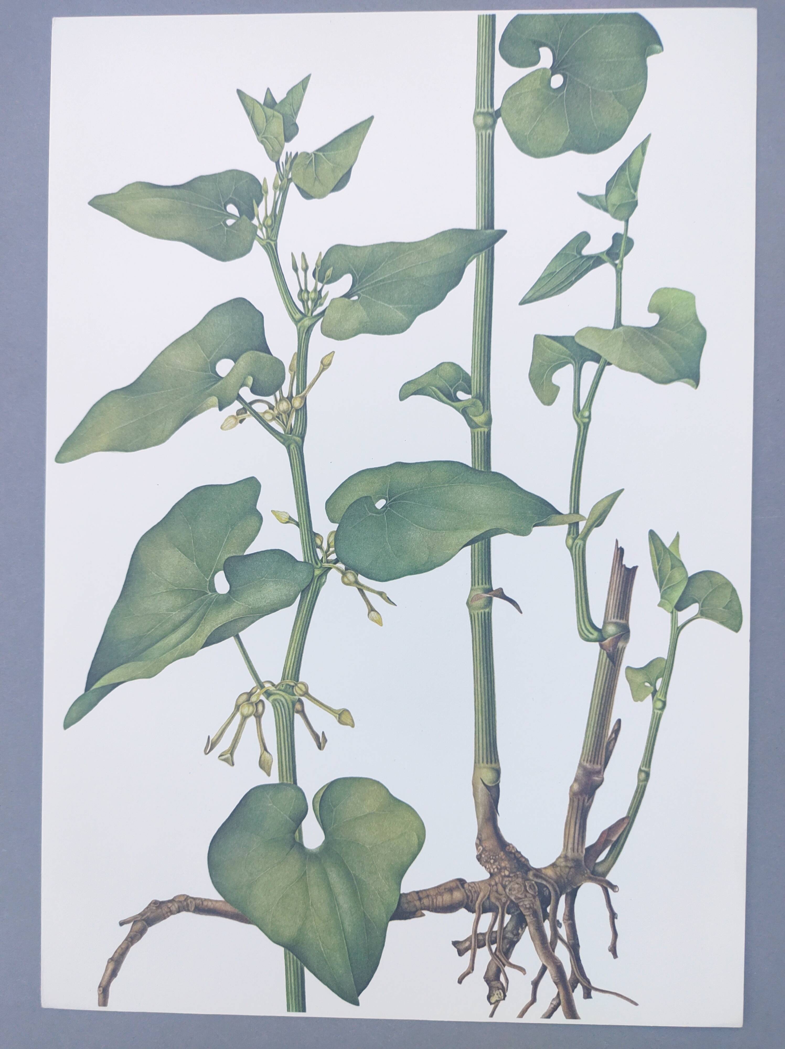 Vintage botanical print from 1978 - Birthwort - wild plant