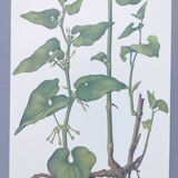 Vintage botanical print from 1978 - Birthwort - wild plant