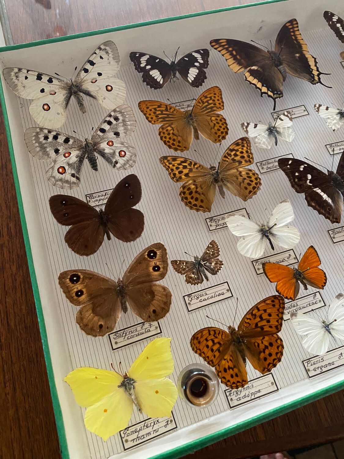 Entomology box of vintage stuffed butterflies