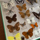 Entomology box of vintage stuffed butterflies