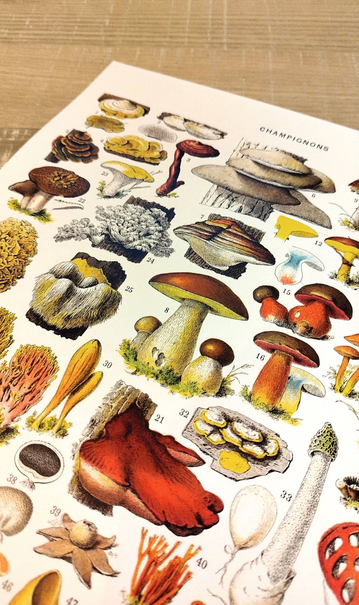 Poster on mushrooms "ceps", from a lithograph from 1928