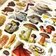 Poster on mushrooms "ceps", from a lithograph from 1928