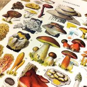 Poster on mushrooms "ceps", from a lithograph from 1928