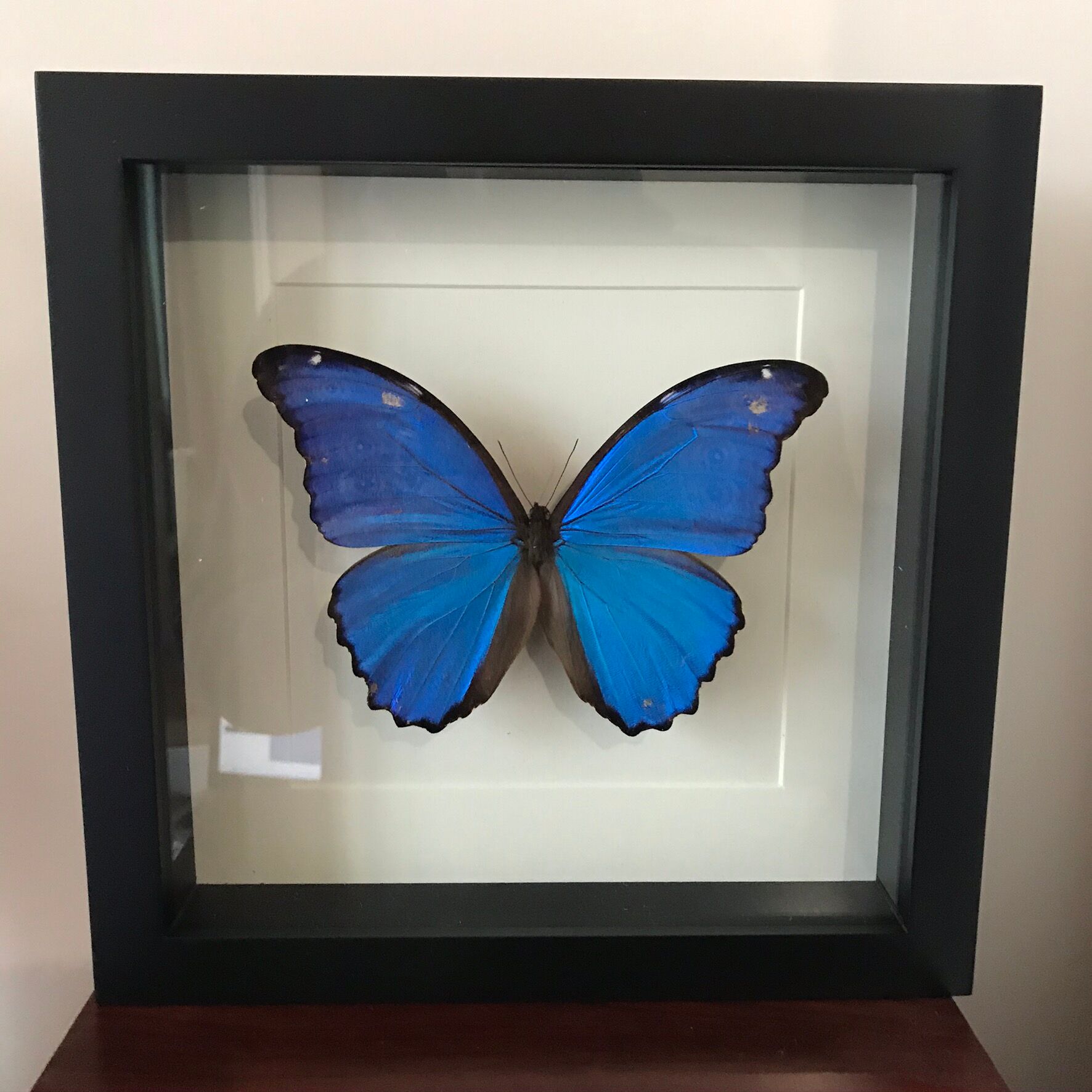 Butterfly Frame - Morpho Didius 25 x 25
