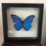 Butterfly Frame - Morpho Didius 25 x 25