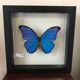 Butterfly Frame - Morpho Didius 25 x 25