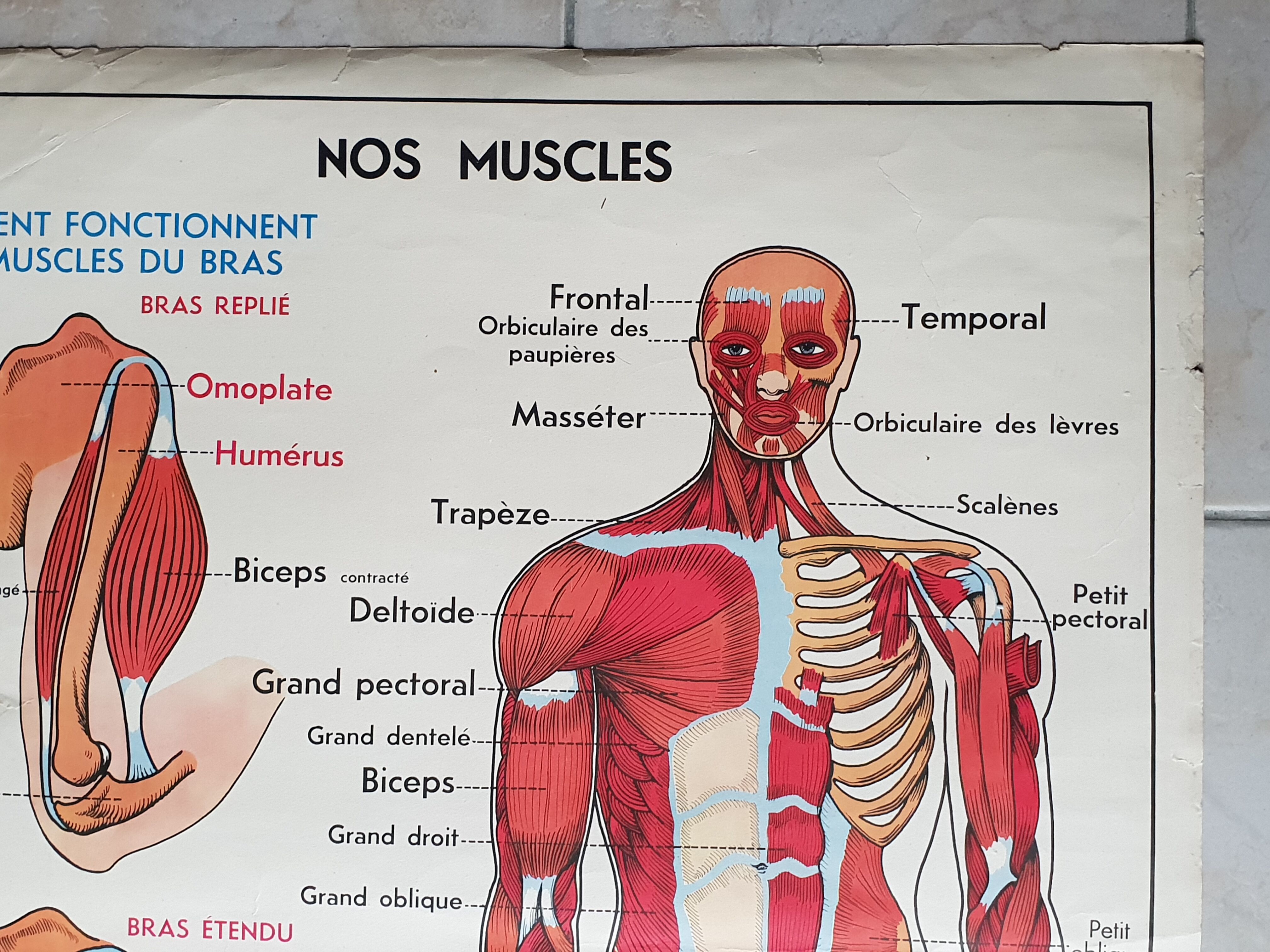 Poster school -  our muscles and human body