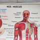 Poster school -  our muscles and human body
