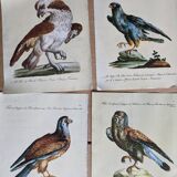 9 illustrations of birds and birds of prey