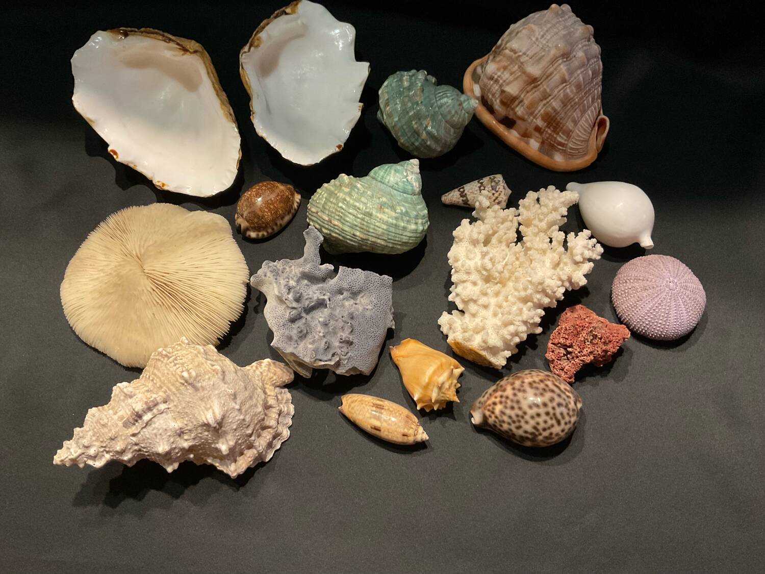 Shell collection